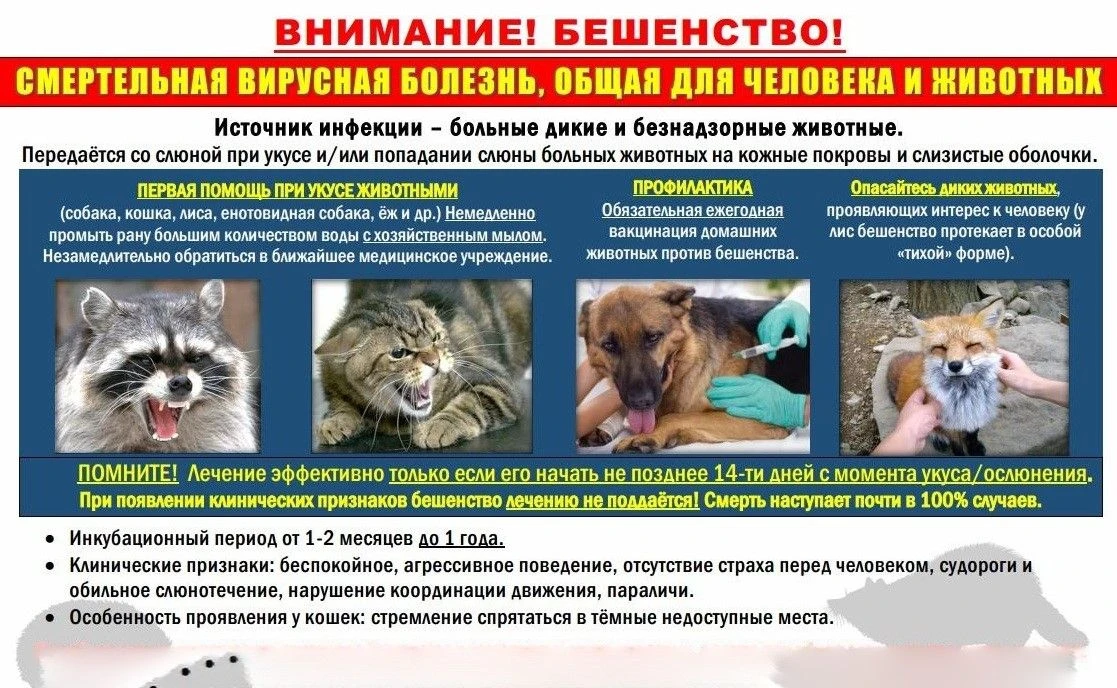 Бешенство – это крайне опасное вирусное неизлечимое заболевание, характеризующееся тяжелым поражение