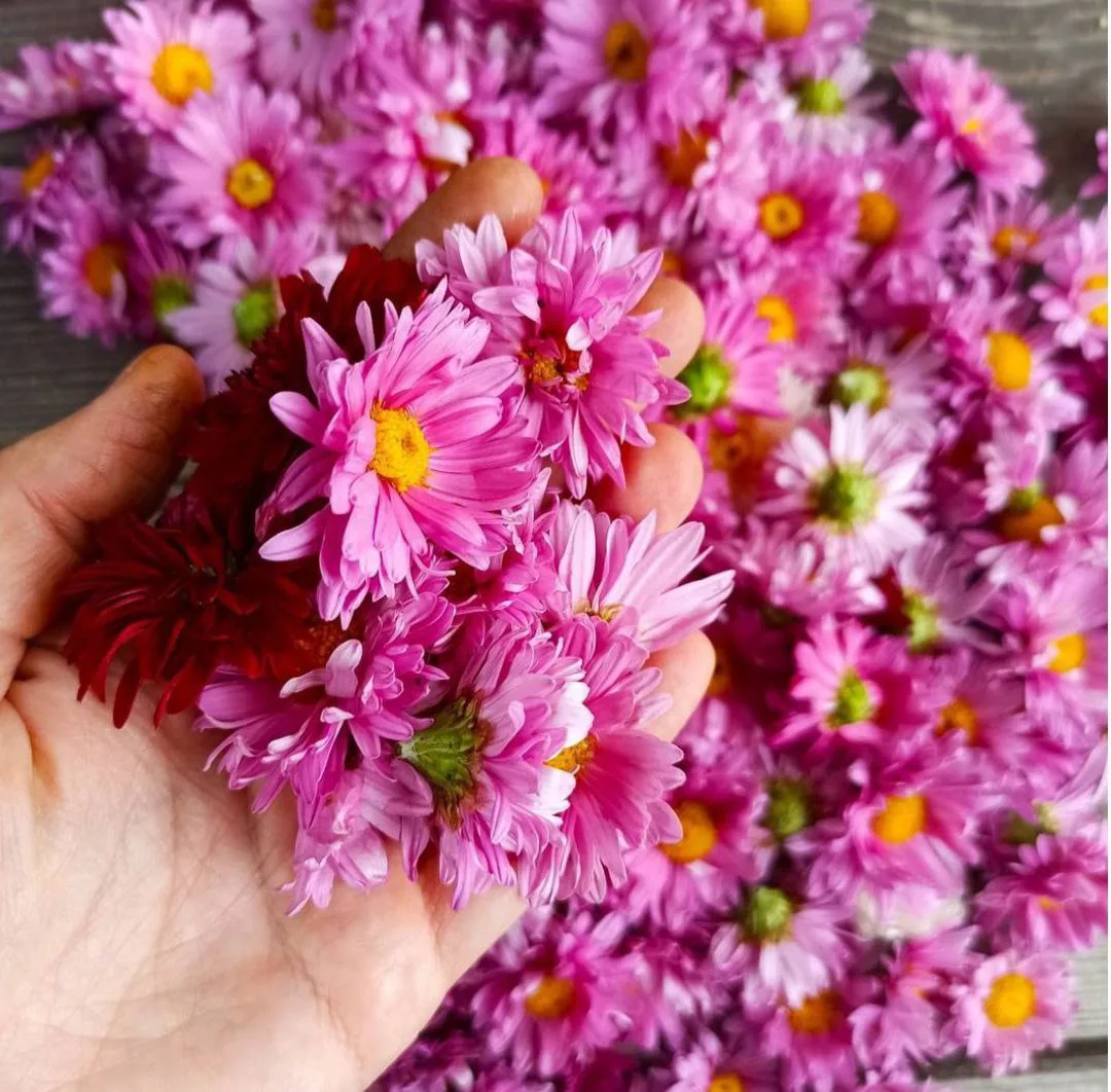 ✅Хризантемы лечат!
