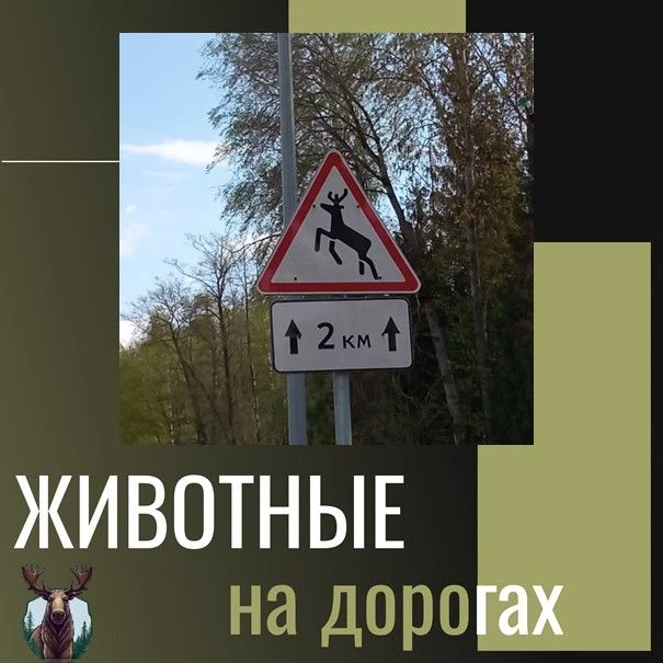 ❗️Осторожно: гон у лосей! Как избежать ДТП на дорогах