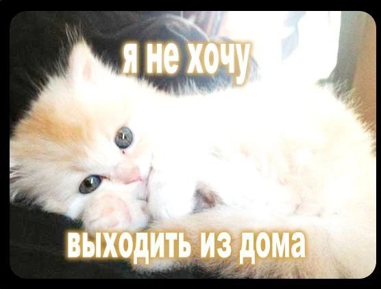 КОЗЕРОГ, 1 октября. Ты сегодня домашний котенок
