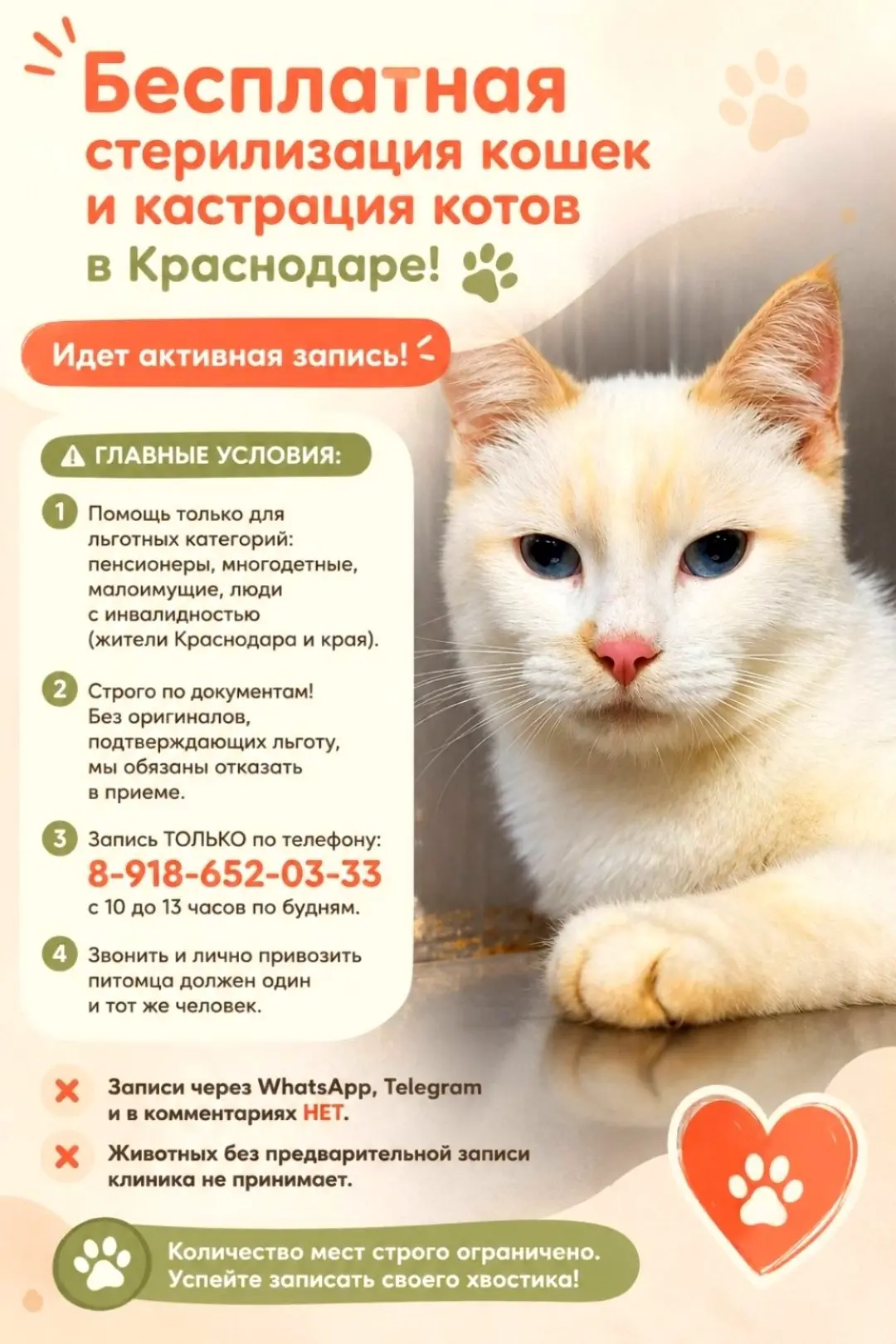 Бесплатная стерилизация кошек и кастрация котов в Краснодаре для льготников! 🐾