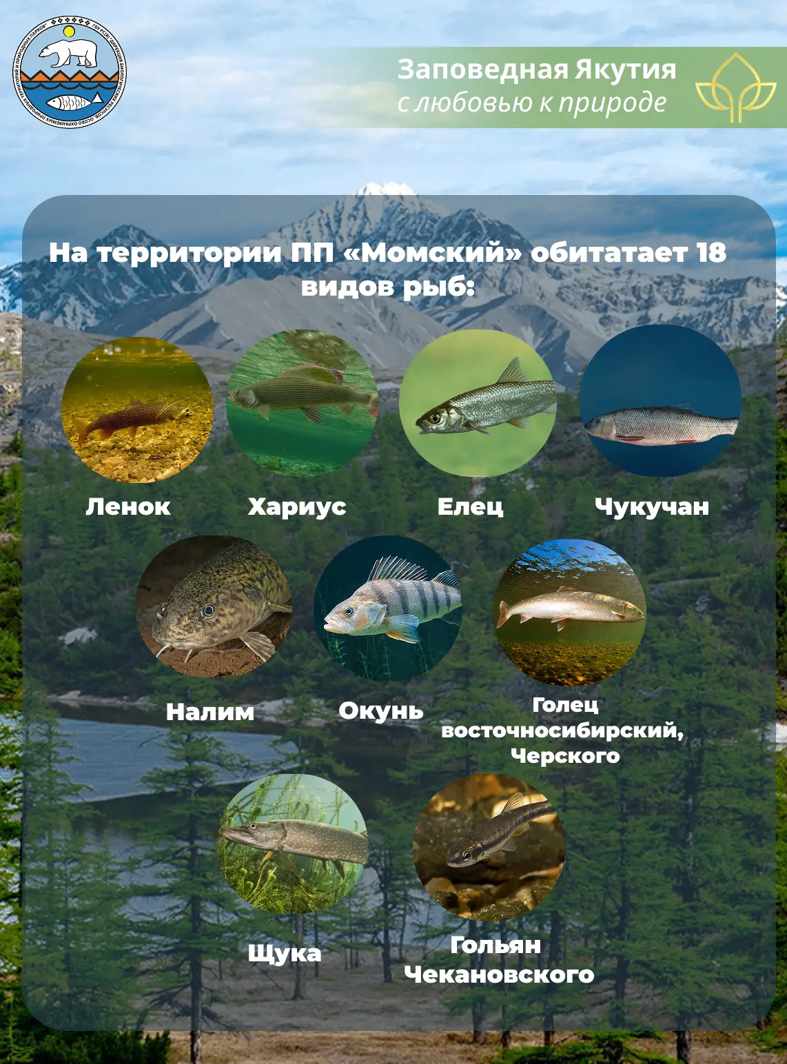 ⛰ В этом году Природному парку «Момский» исполняется 30 лет со дня основания. О становлении, буднях 