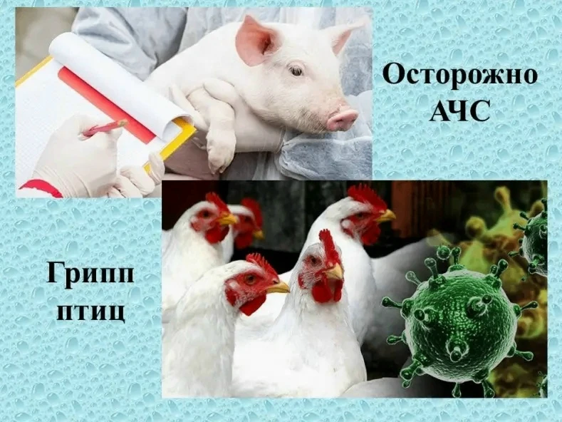 ГБУ ЛНР «СББЖ Станично‑Луганского района» информирует население о продлении месячника п...