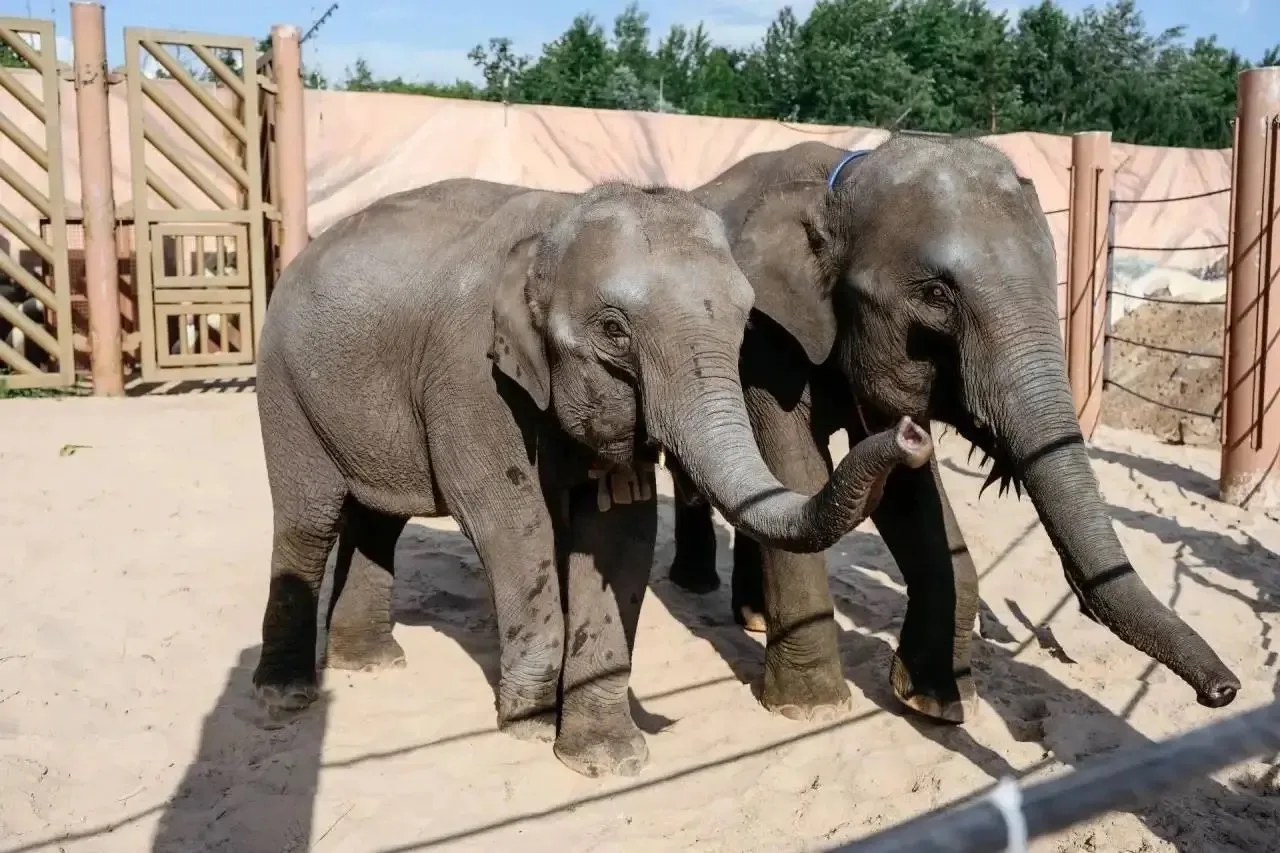 🐘 В России появились новые необычные жители! Из Лаоса в Казань приехали два слонёнка — Сахар и Удач