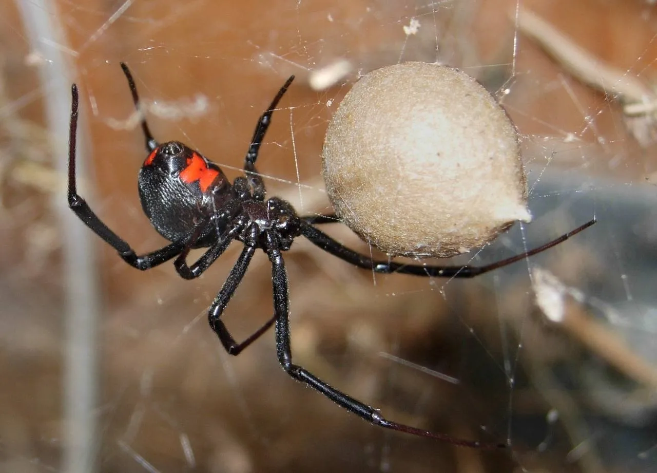 🕷️ Чёрные вдовы заполнят Подмосковье, прогнозируют специалисты.   Нашествие опасных пауков ожидается