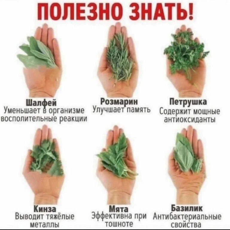 Полезные травы и что они лечат 🌾