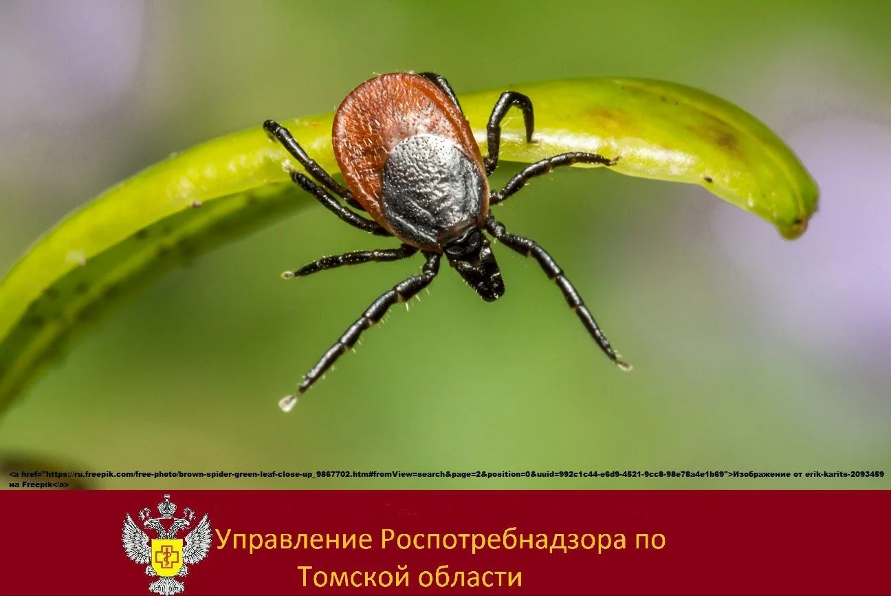 🕷 85 жителей области, из них 17 детей, обратились за медицинской помощью с присасывани...