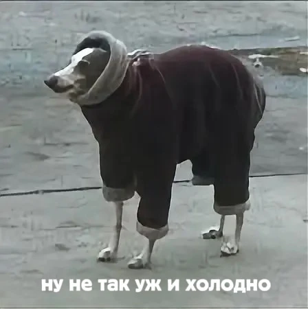 Ночные заморозки пришлив Ленобласть.