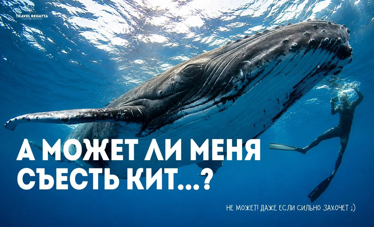 🐋 Может ли меня съесть кит?