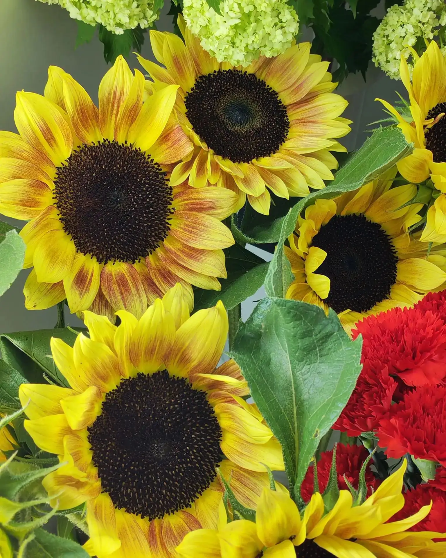 Подсолнух 200🌻