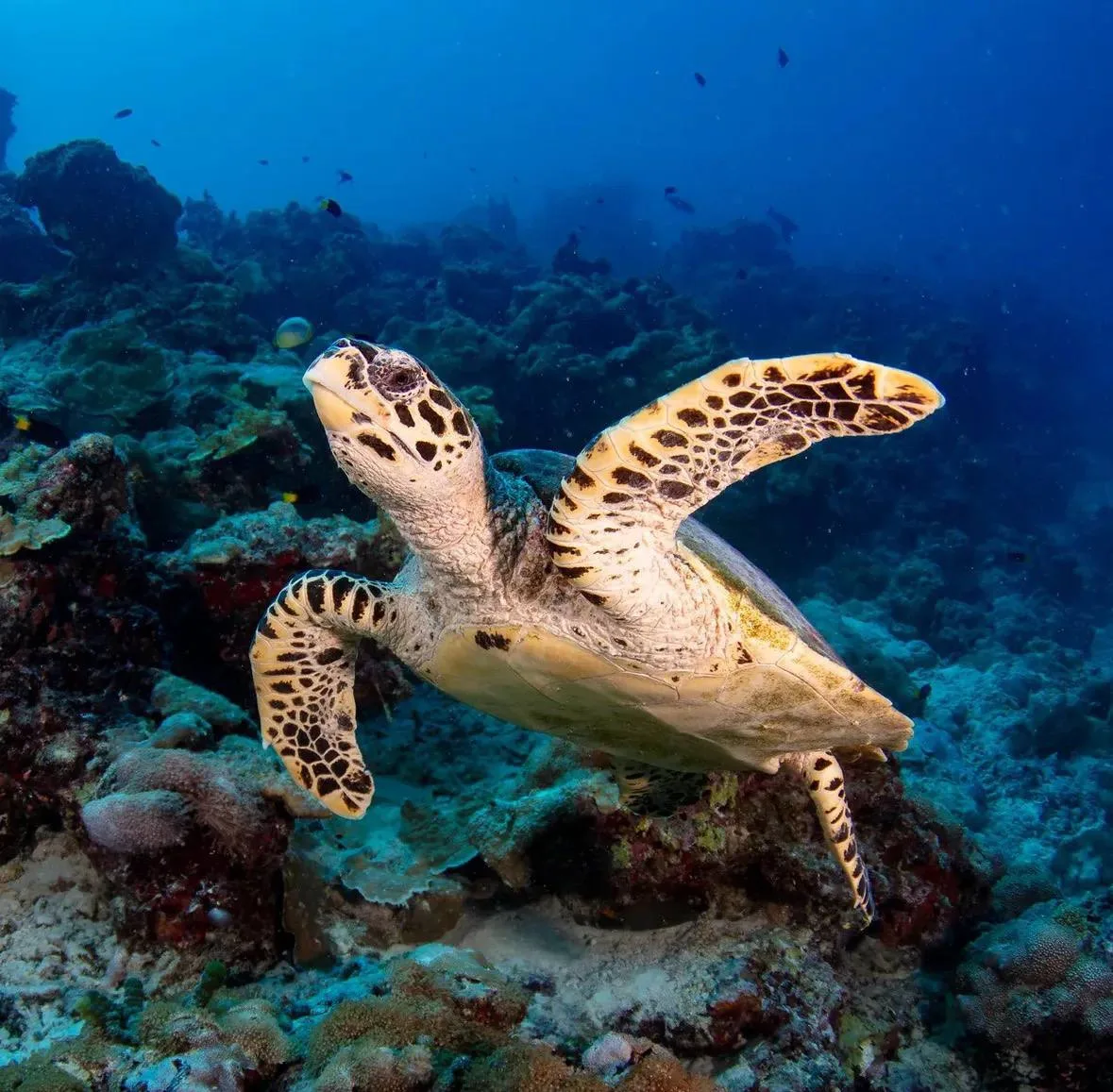 🐢 5 ИНТЕРЕСНЫХ ФАКТОВ О ЧЕРЕПАХАХ