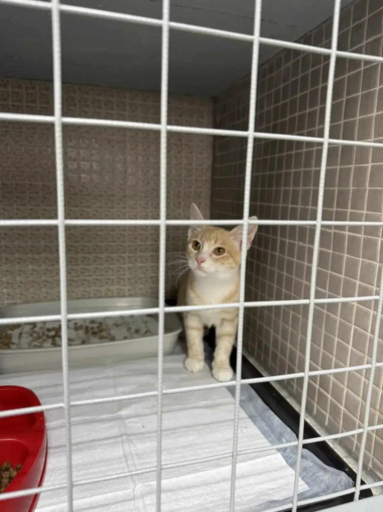 Лея, которебенок 4 месяца, редкого бело-рыжего для кошки окраса. Ей хочется бегать и пр...