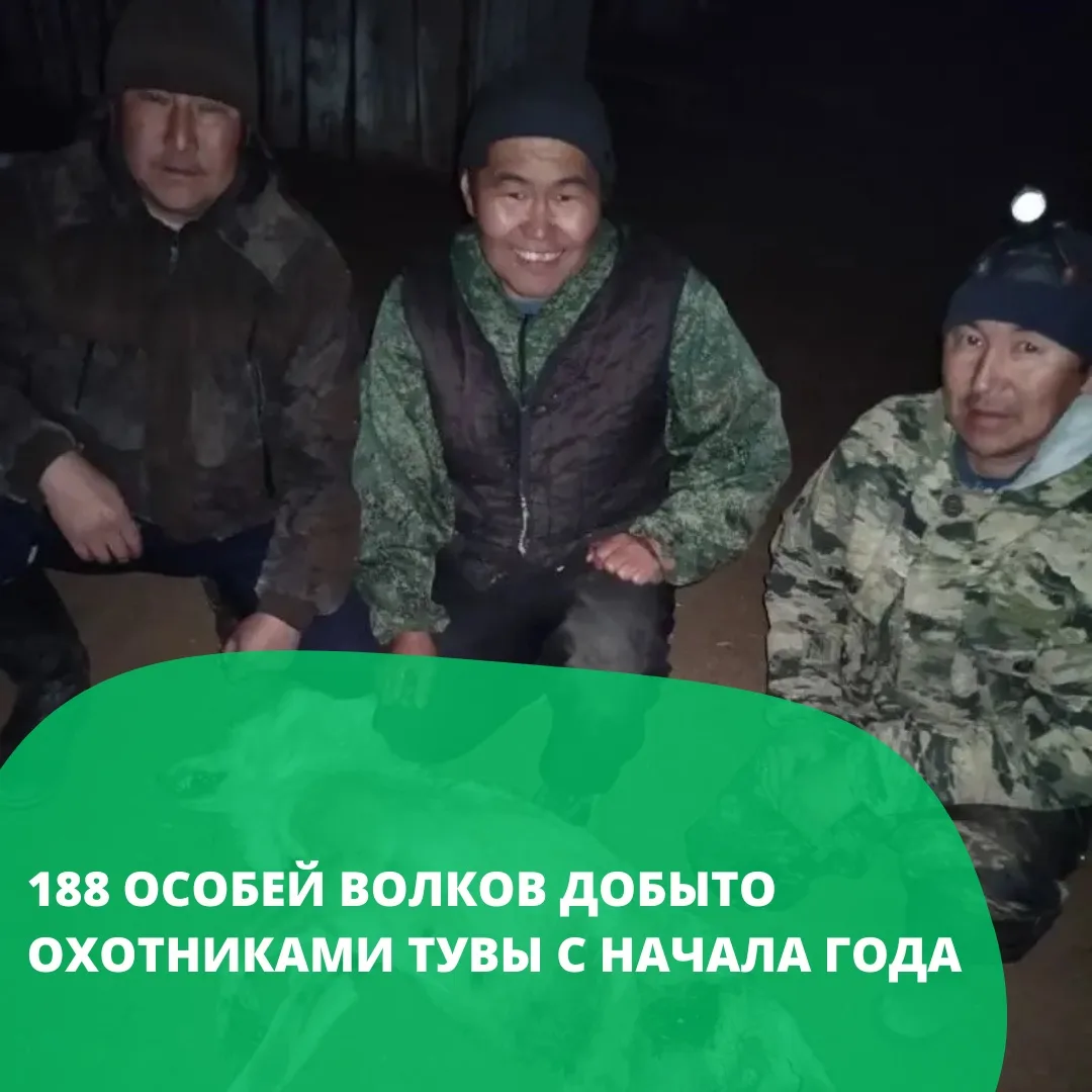 Регулирование численности волков одно из приоритетных направлений работы Государственно...