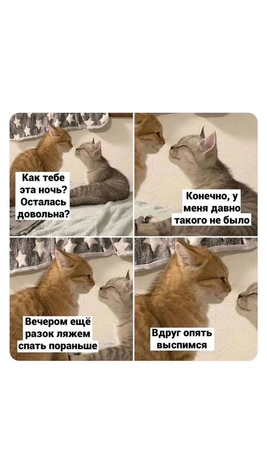 Вечерний каодиопривет♥️