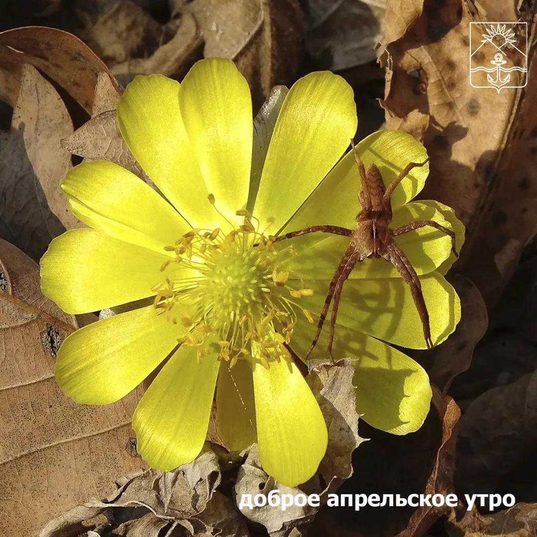 🌤Сегодня малооблачно  🌙Ночью +7...+9°  🌟Днем +13...+15°  💨Ветер западный умеренный с порывами до 9 м