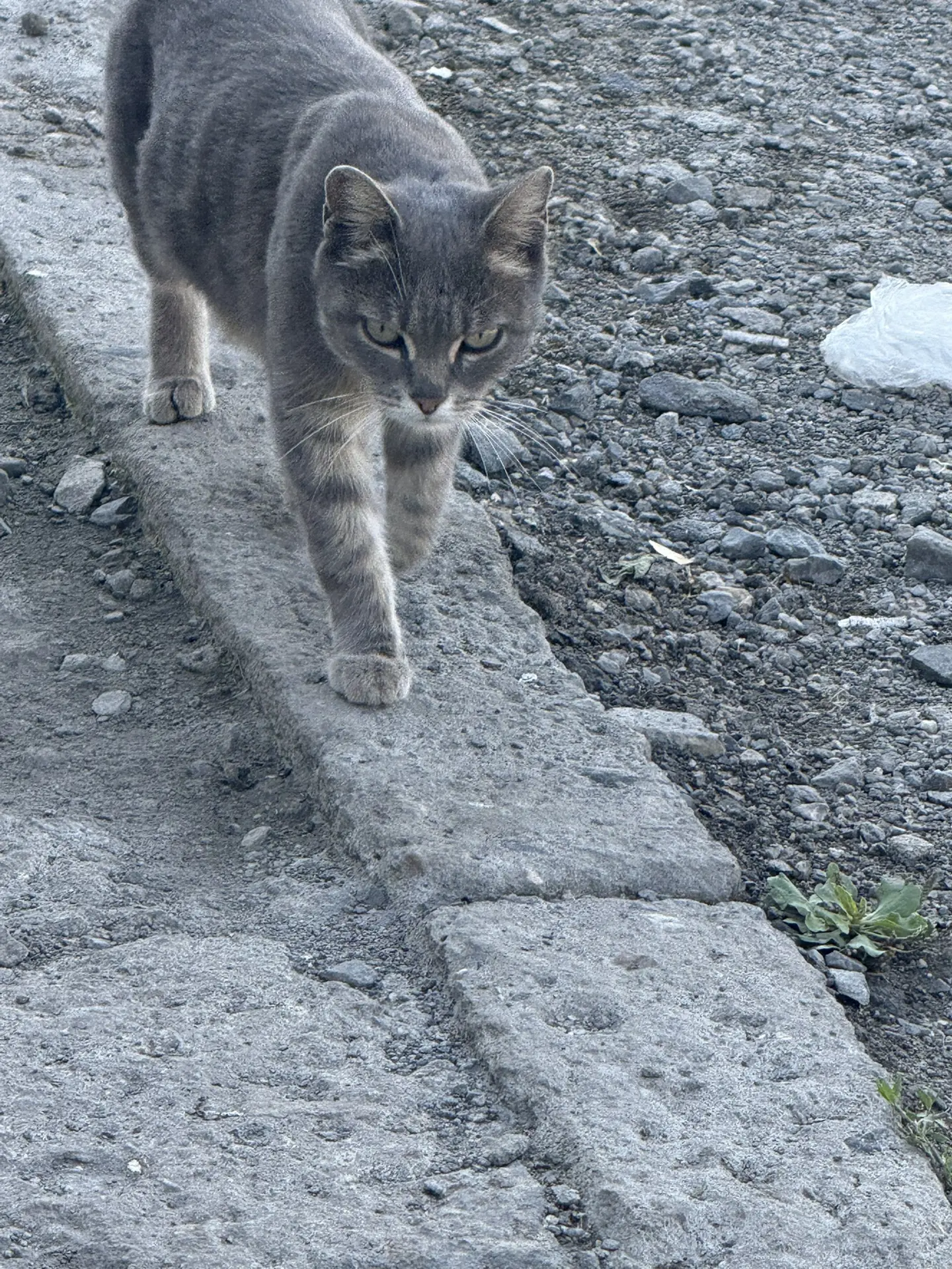 Вот какую бедолагу снова накормили на трассе🙏🙏🙏