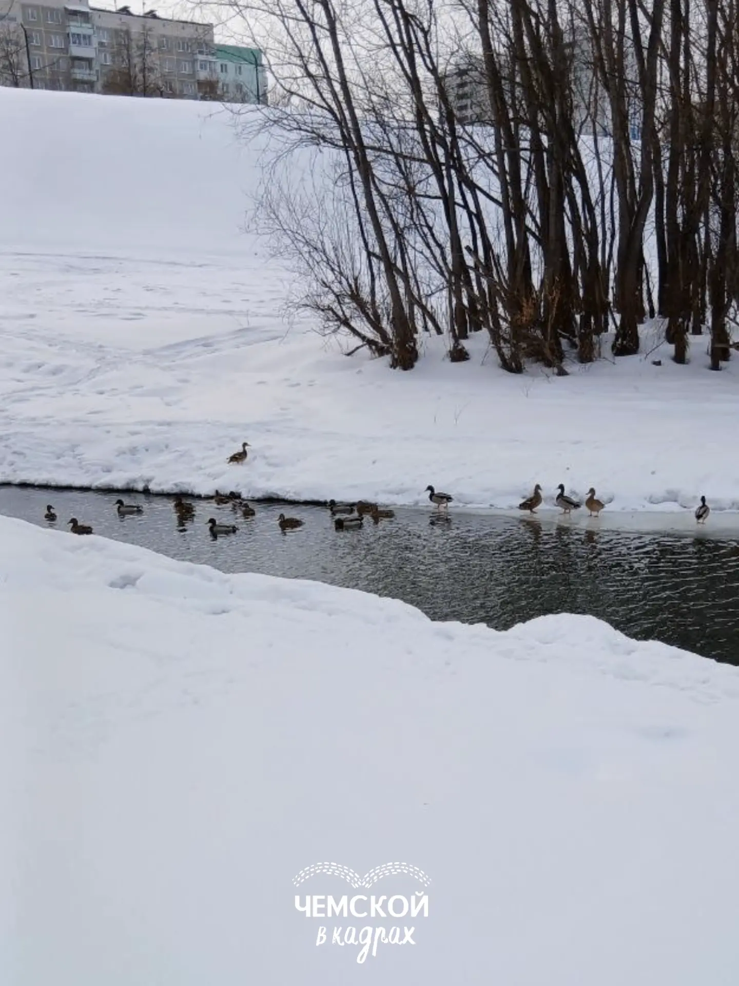Уточки на Чемском! 🦆😍
