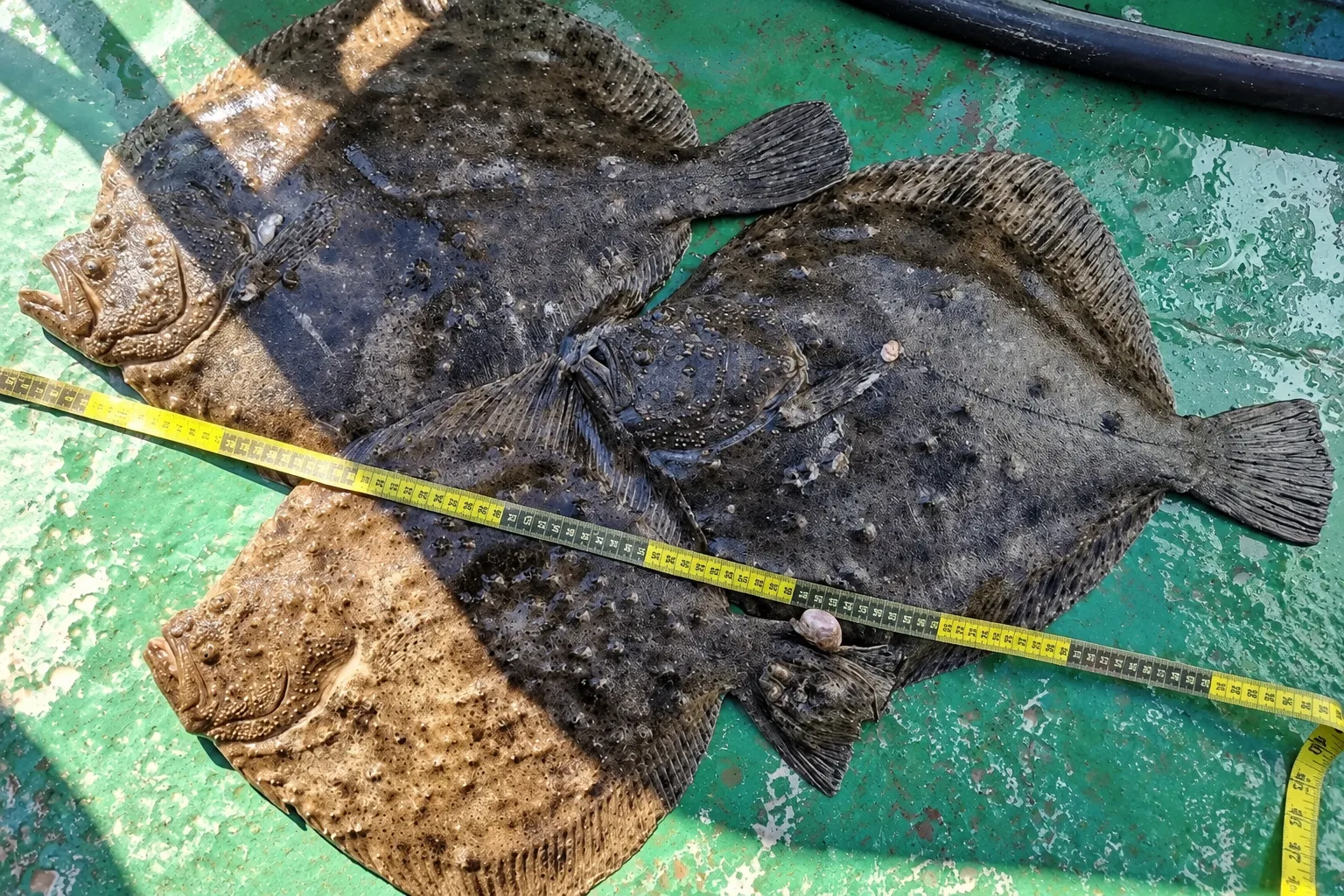 🐟 Что происходит с рыбой в Чёрном море: учёные почти месяц изучали запасы промысловых ...