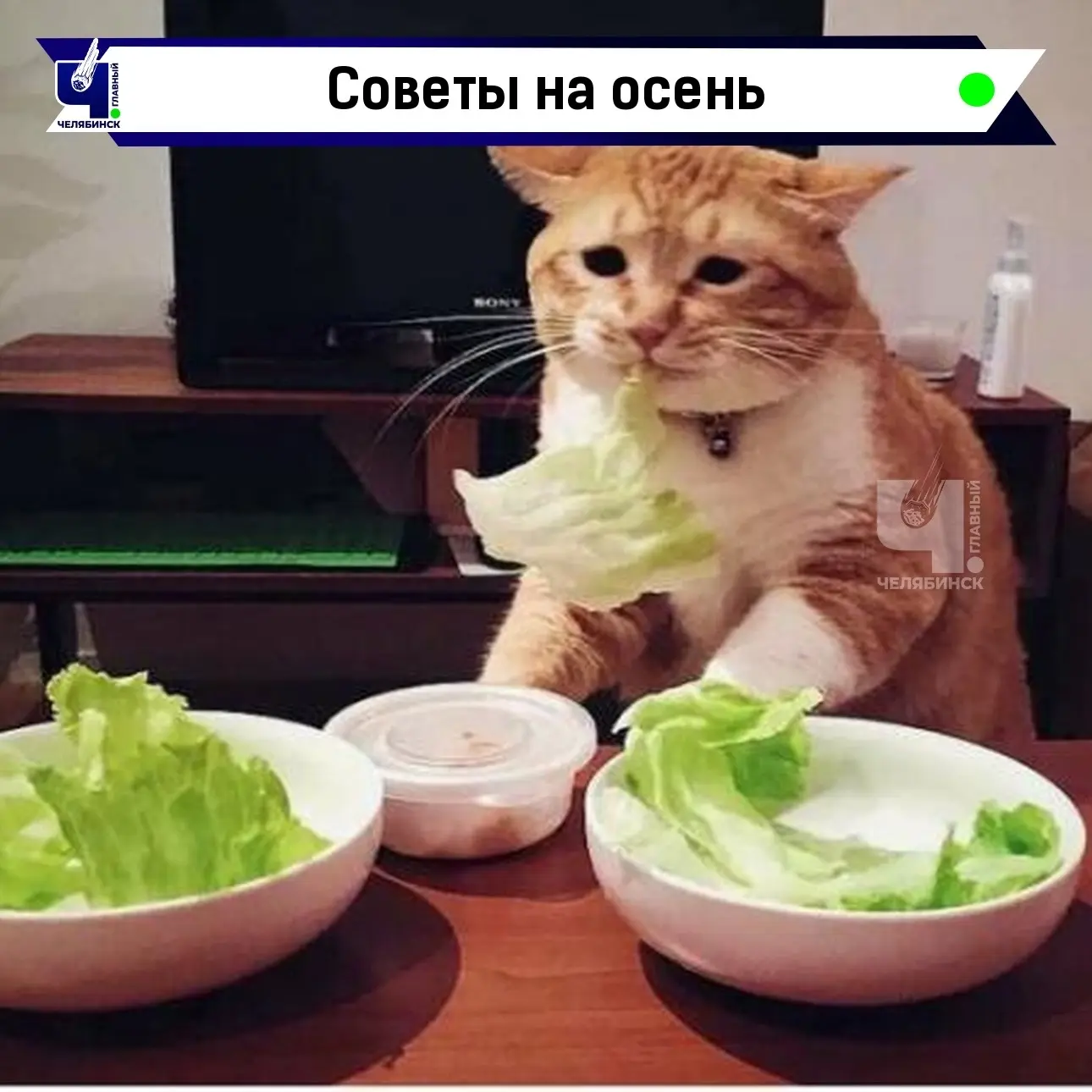 🍎 Роспотребнадзор посоветовал, что есть осенью для иммунитета
