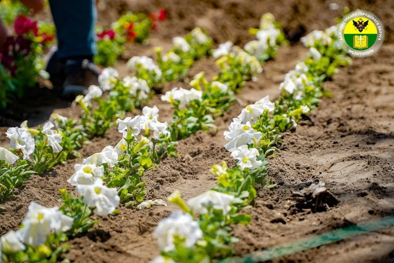 🌹🌼🌺🌸  Мелитополь становится ярче!  В городе продолжают активно высаживать цветы!  Сотрудники МКУ «Бл