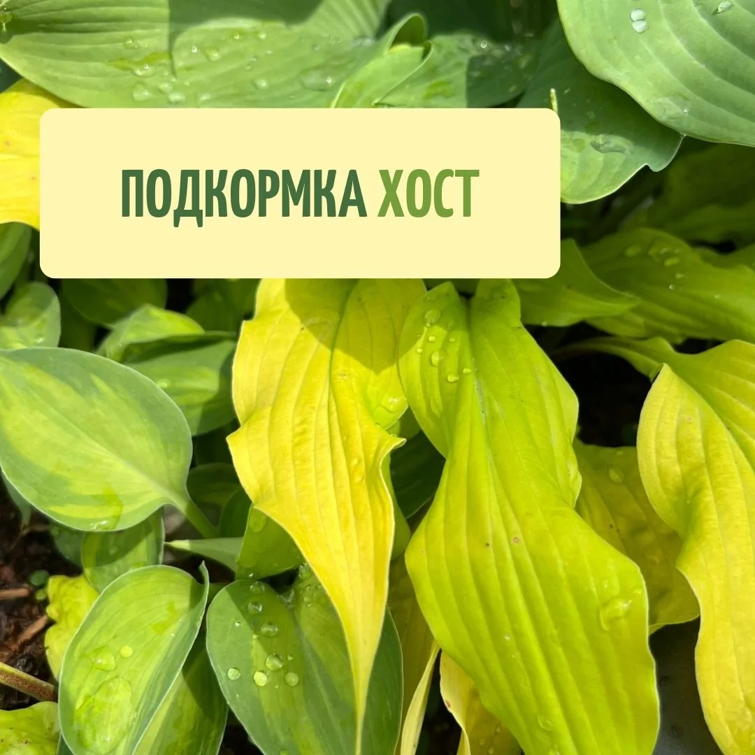 Уход за хостами: чем подкормить в июне? 🌿