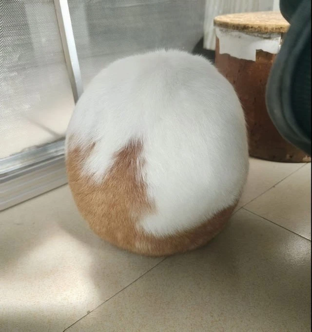 Не хочу хвастаться, но у меня дома живёт драконье яйцо.