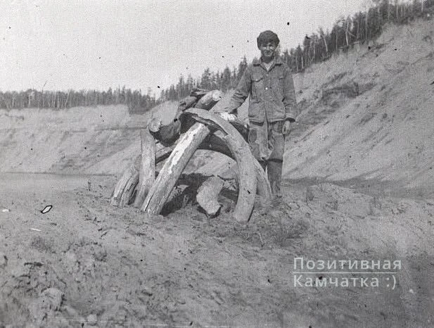 🎞 Интересный кадр: в 1931 году в размывах реки Камчатка нашли кости мамонта.