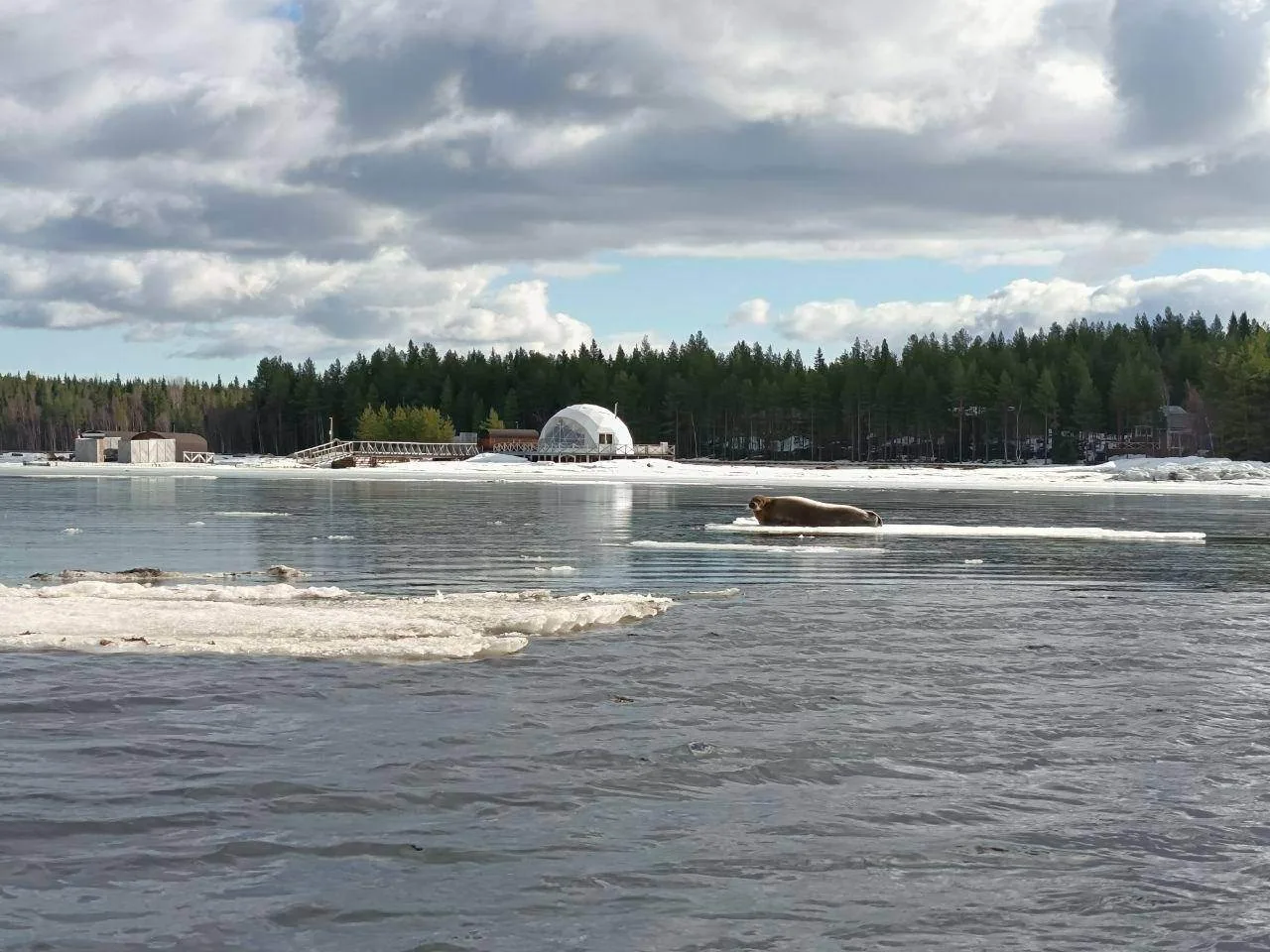 Сидишь на берегу Белого моря, в «Полярном круге». Тишина, только вода плещется. И вдруг — мимо пропл