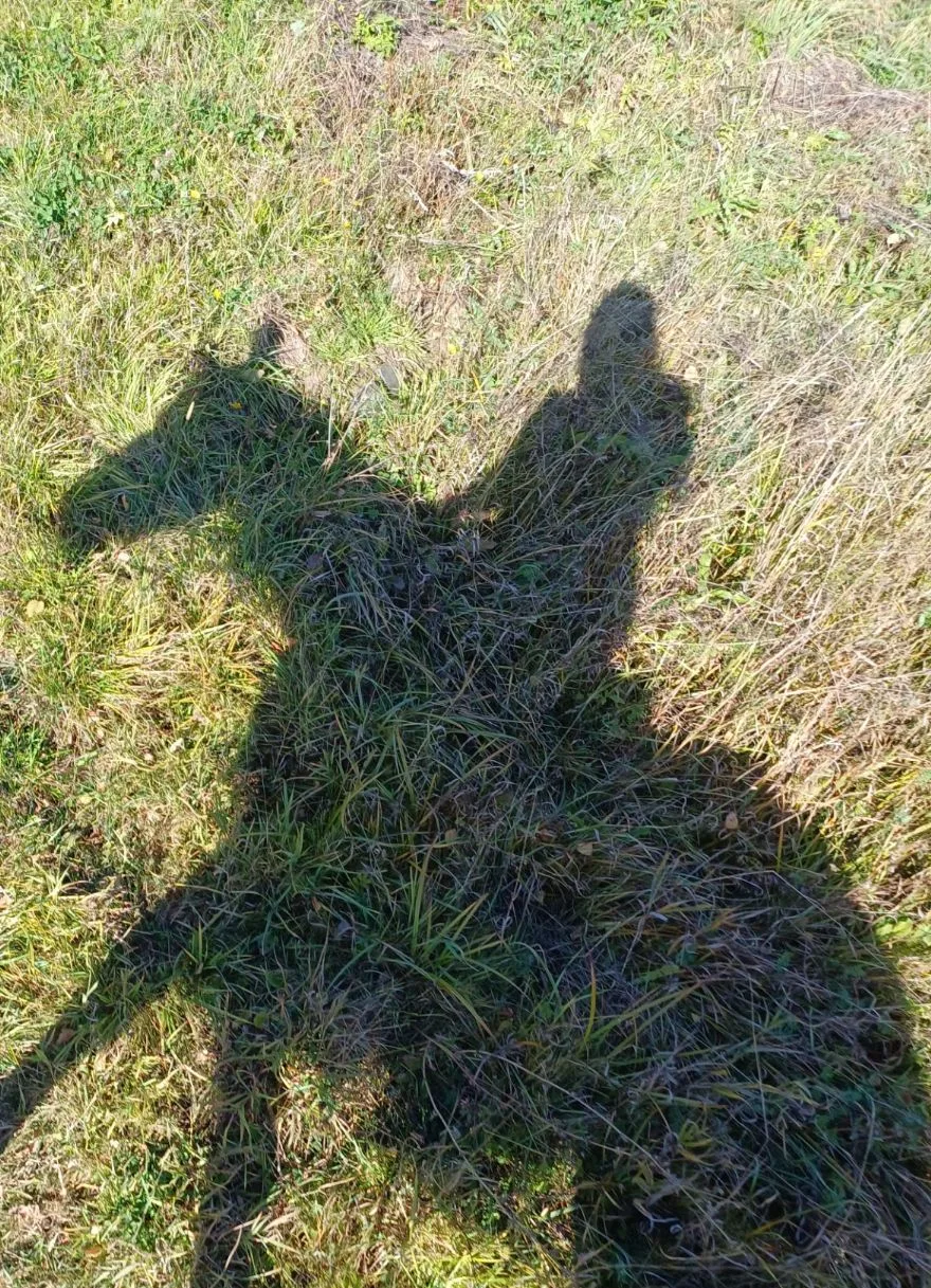Угадаете лошадку по тени?)