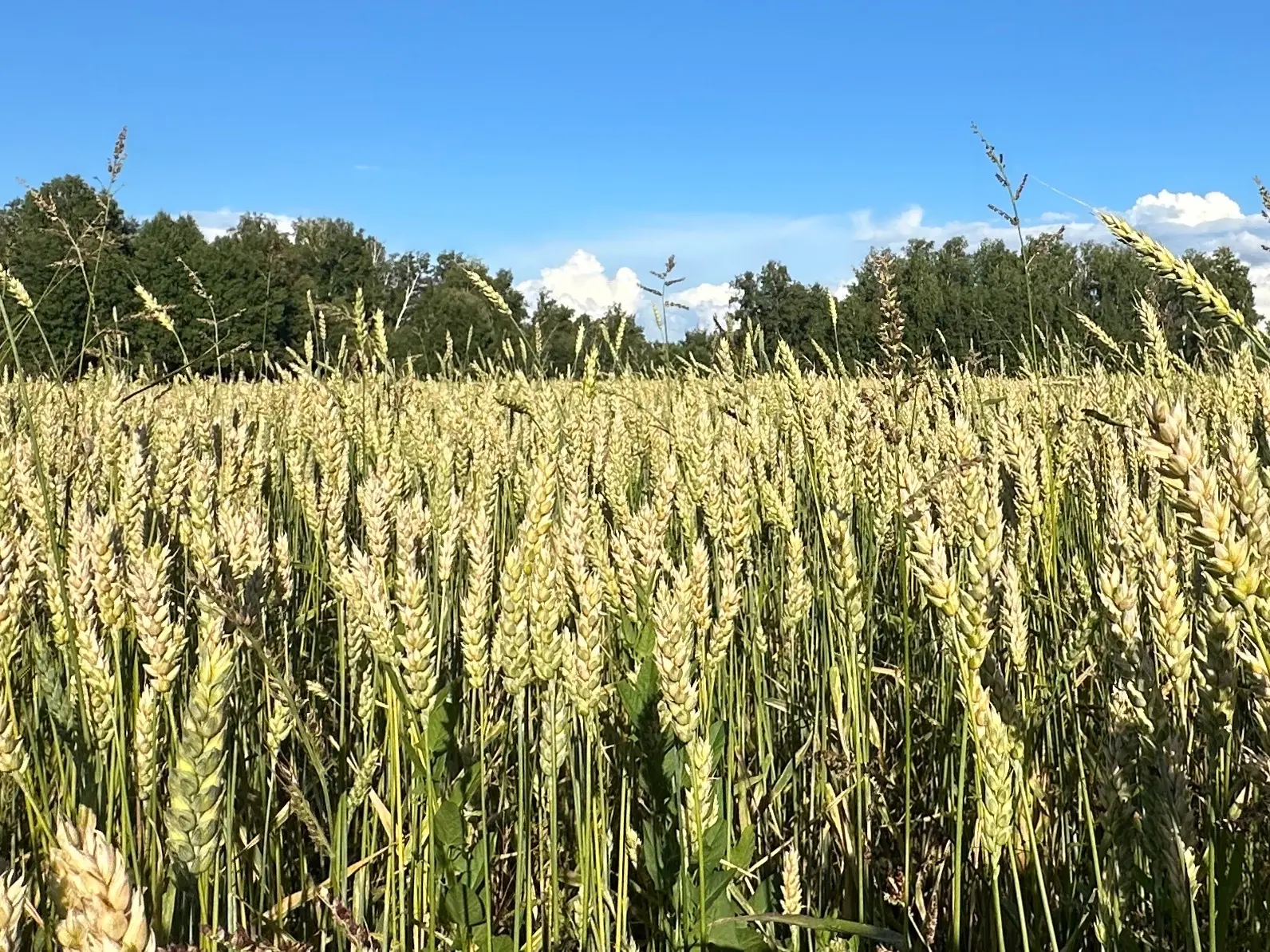 🌾В Краснозёрском районе успешно завершилась посевная кампания. Основные результаты аграрных работ д