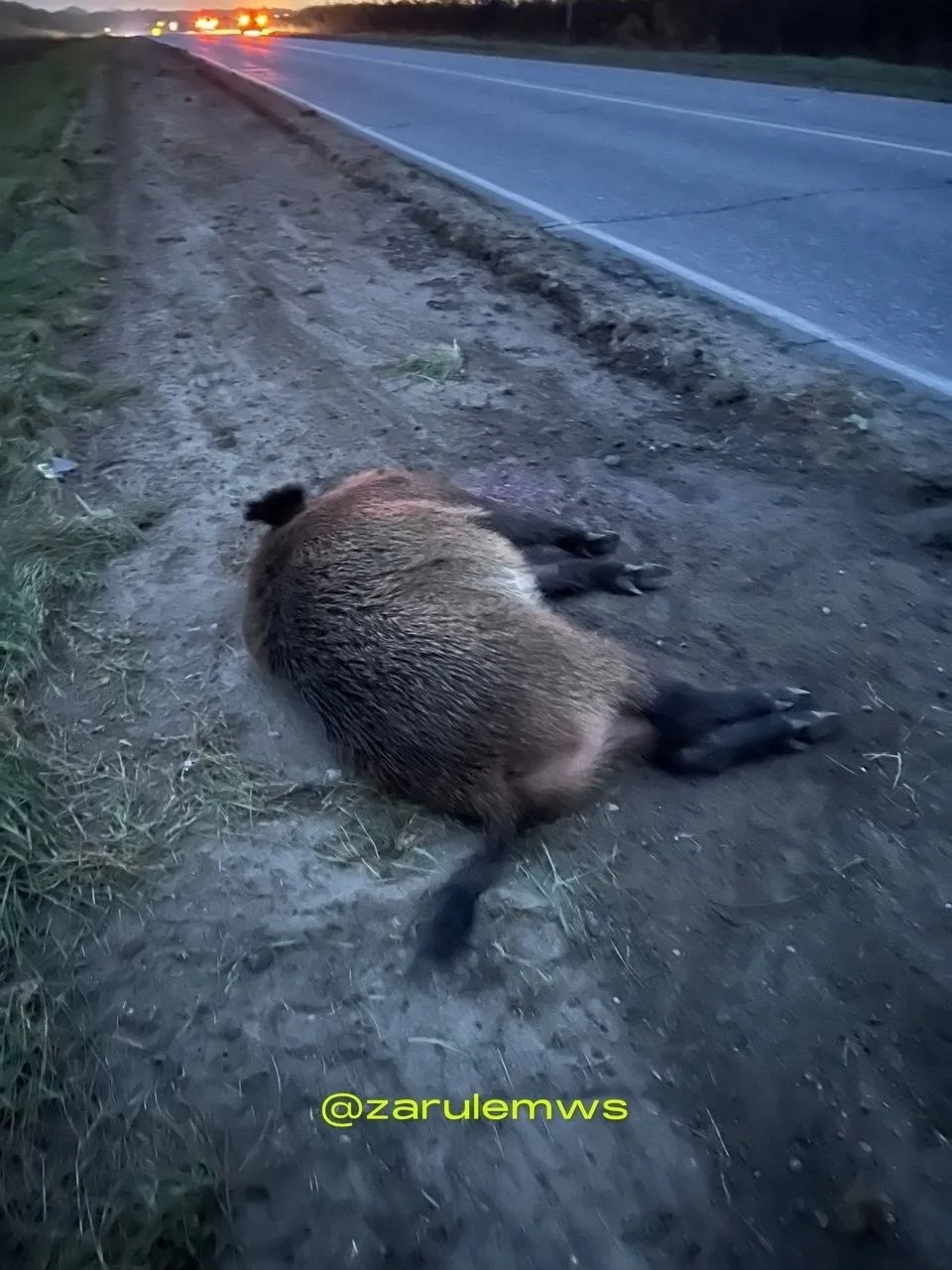 При выезде из Новочебоксарска кабан попытался перейти дорогу рядом с железнодорожными п...