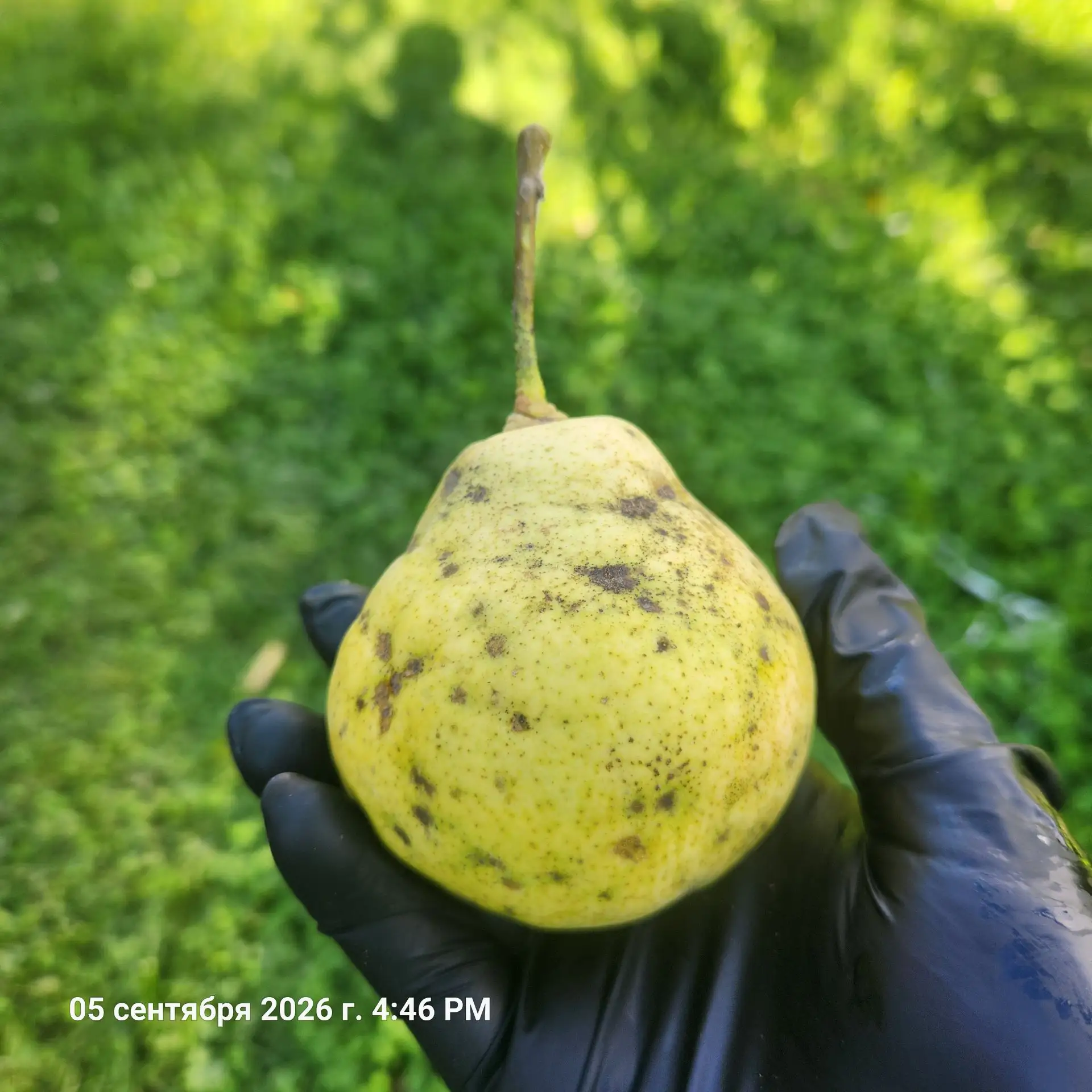 Есть у нас в саду необыкновенно вкусная груша. Внешне груши не красавицы, но вкус прост...