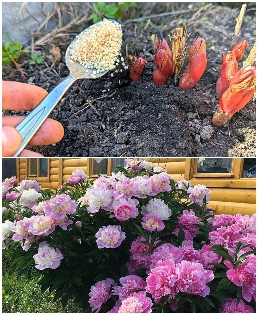 KAK ТОЛЬКО ПИОНЫ ВЗОШЛИ — СРАЗУ ДАЮ ИМ ЭТО 🌿✨  И потом кусты стоят усыпанные огромными шапками цвето
