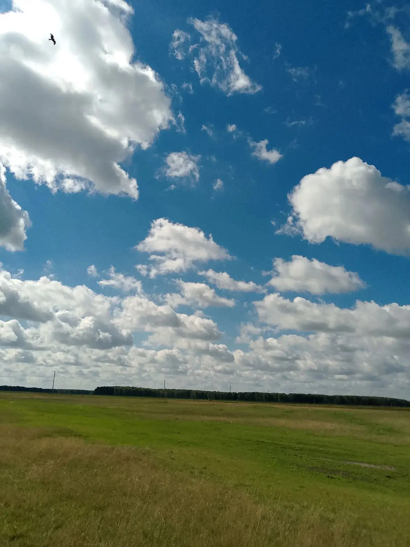 Аномальное тепло до +32 °С: синоптики обещают жаркую и сухую погоду в Омской области