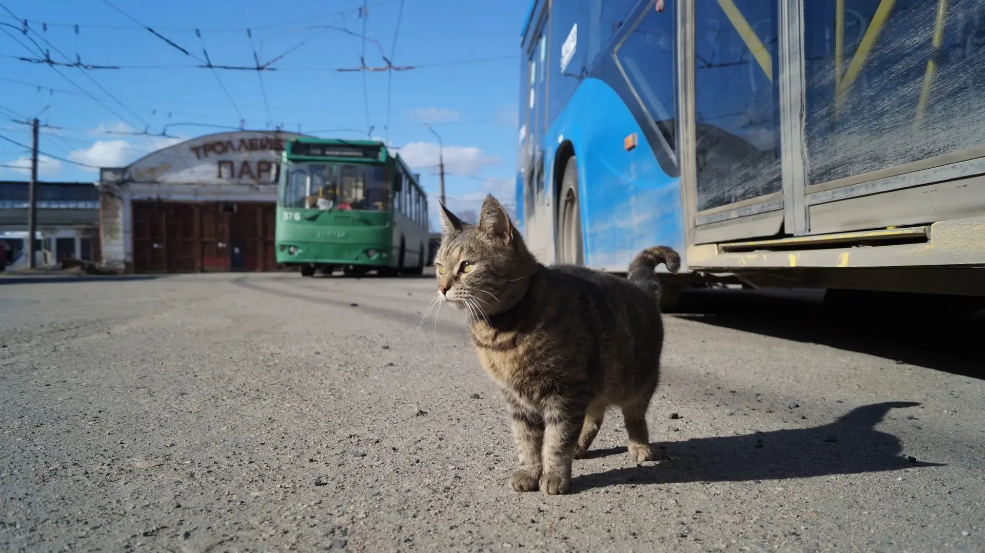😺 4 октября - День защиты животных!