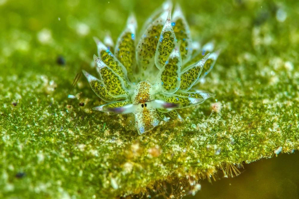 Эта крошечная морская овечка питается водорослями, но не переваривает их хлоропласты по...