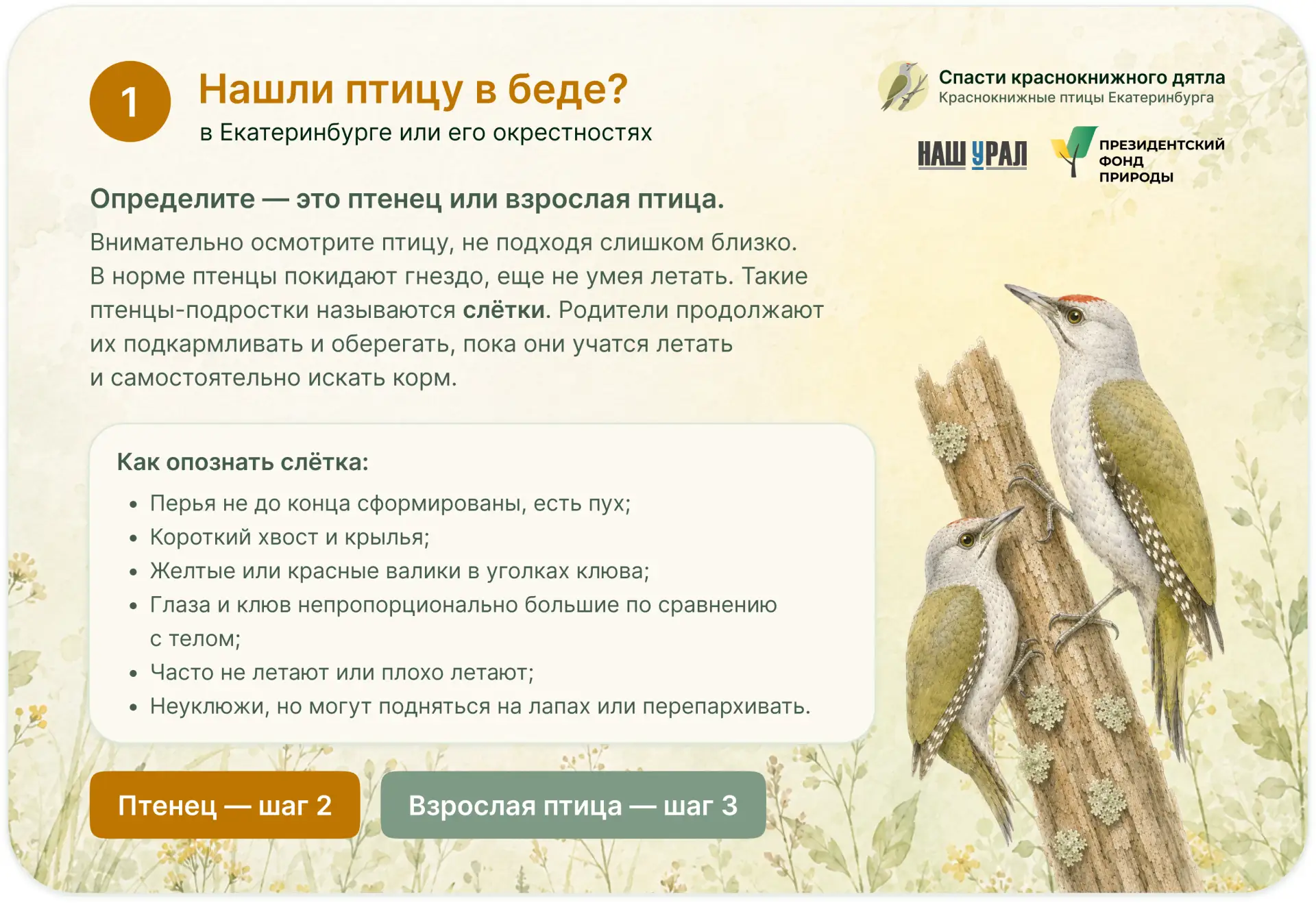Спасти краснокнижного дятла 

Если Вы нашли раненную, ослабленную и больную птицу, Вам надо выбрать 
