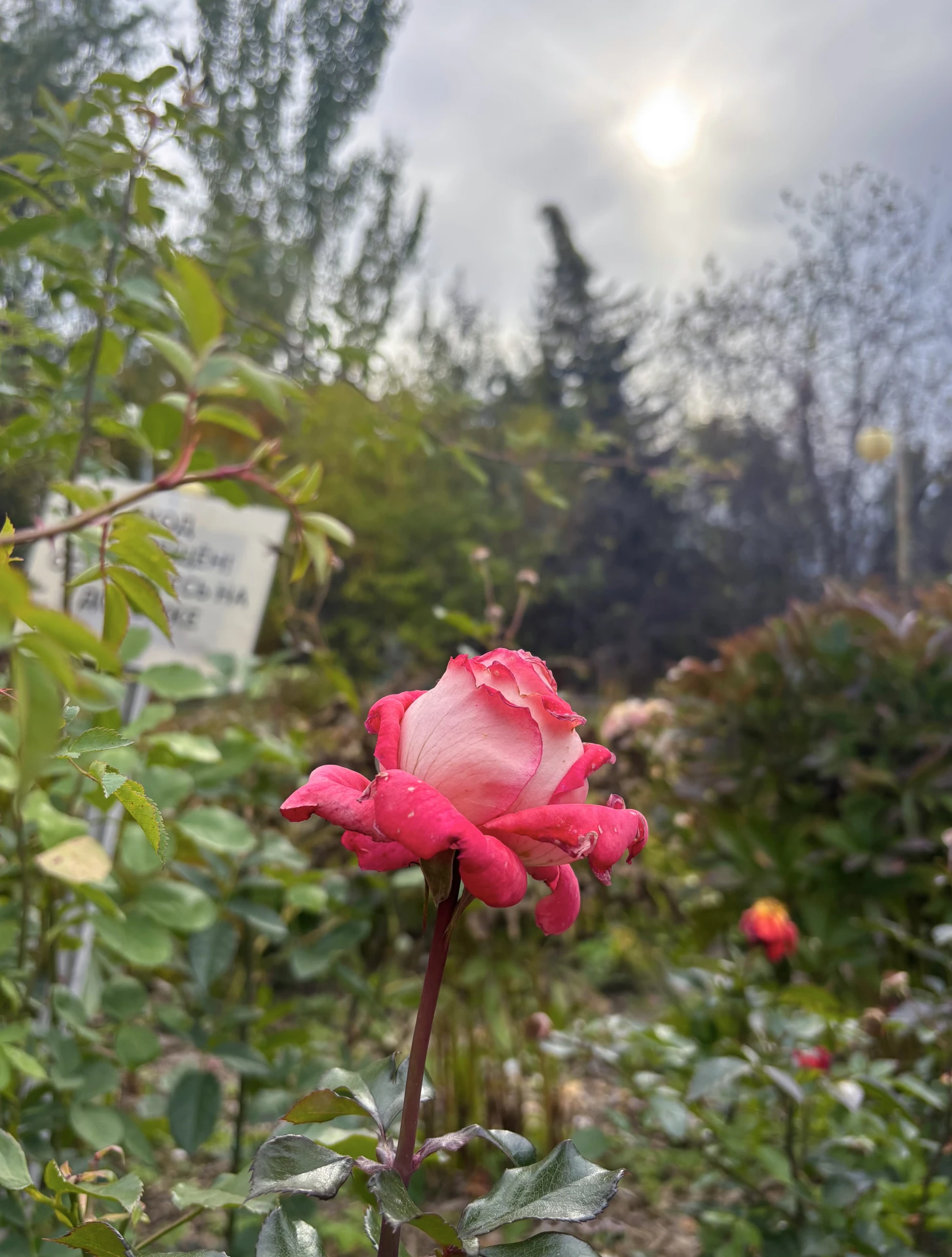 🌹 Розы в октябре!