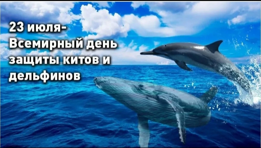 23 июля весь мир отмечает день защиты интереснейших животных – китов и дельфинов.