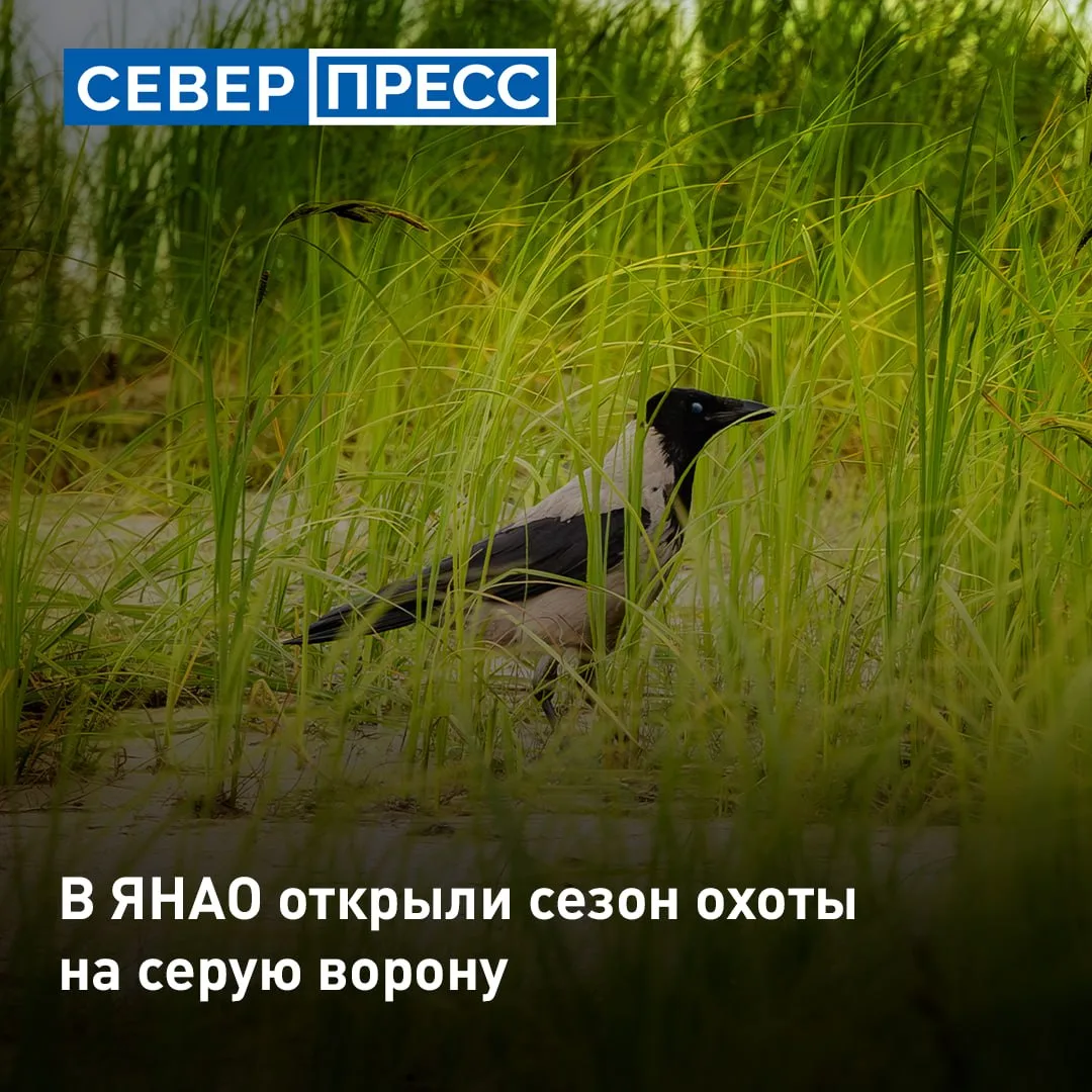 На Ямале началась охота на серую ворону. Сезон продлится до 25 ноября. Специалисты Служ...