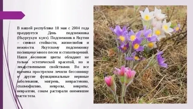 В нашей средней группе «Подсолнушки» прошла удивительная неделя, посвященная самому нежному и смелом