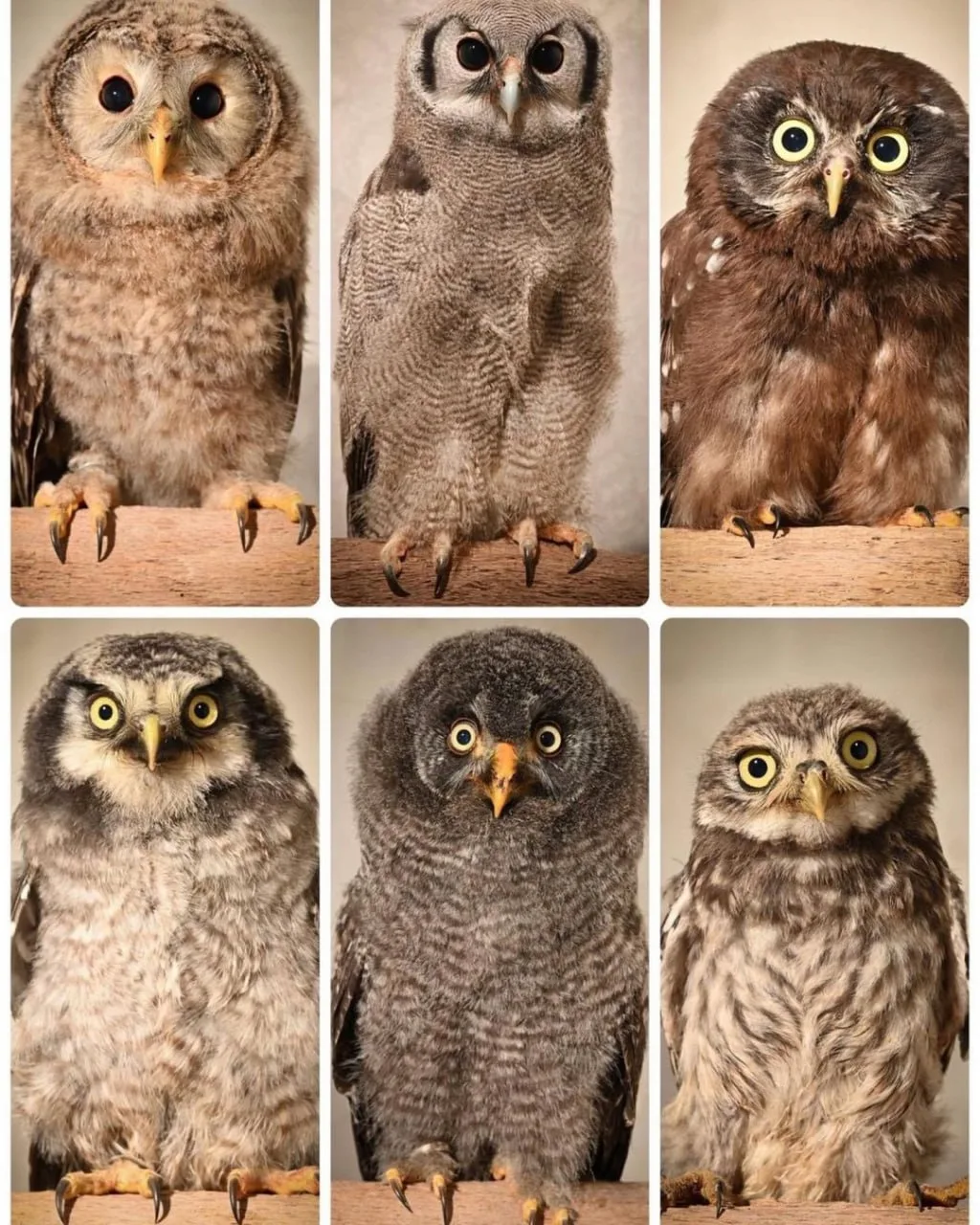 Выпускной альбом 😂

Совушки🦉