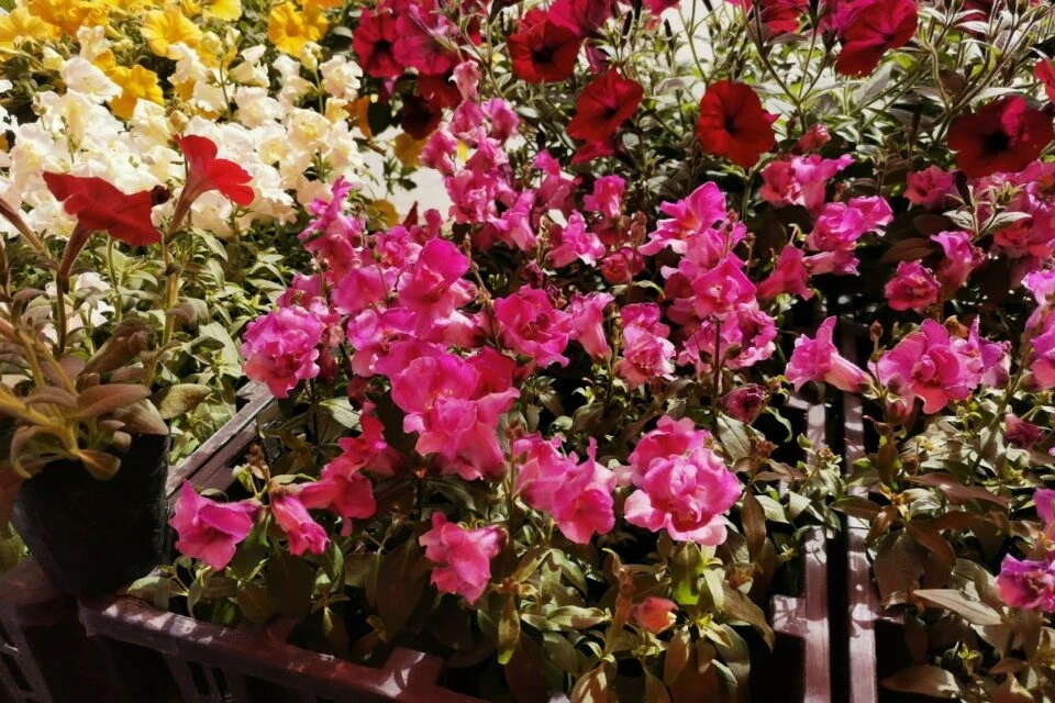 🌱Сколько стоят рассада, саженцы и цветы в Якутске: обзор цен  На Крестьянском рынке и Комсомольской 