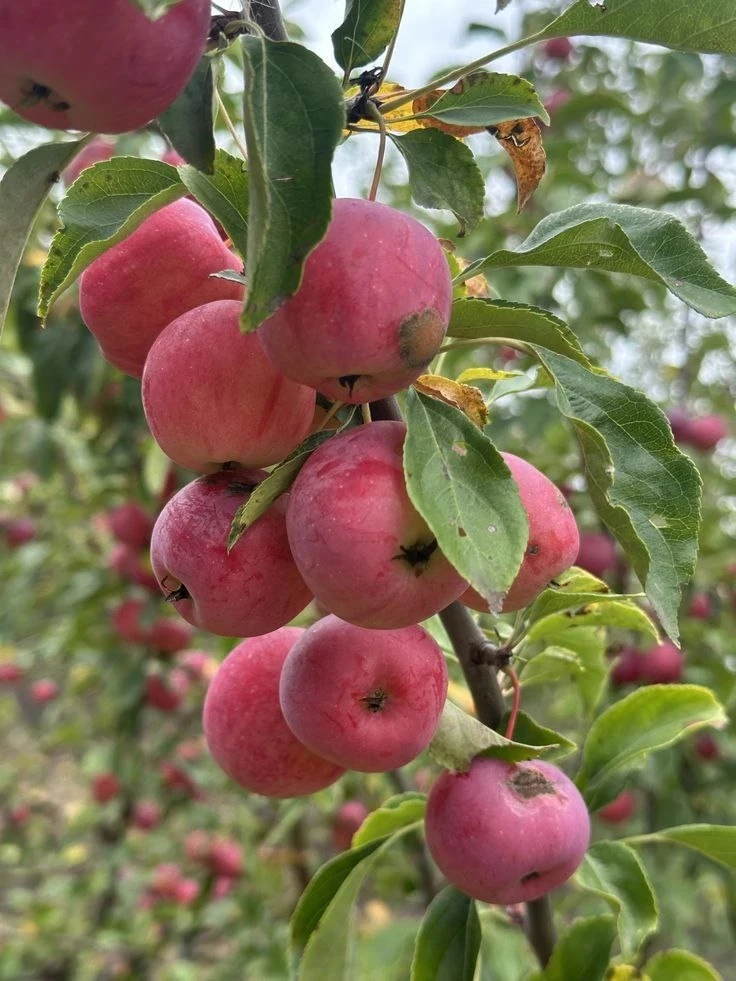 🌳 Обрезка плодовых деревьев