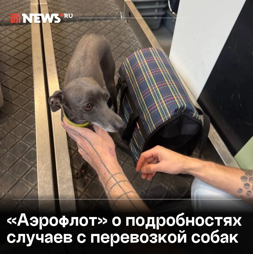 «Аэрофлот» поделился результатами внутренней проверки историй пассажиров, перевозивших ...