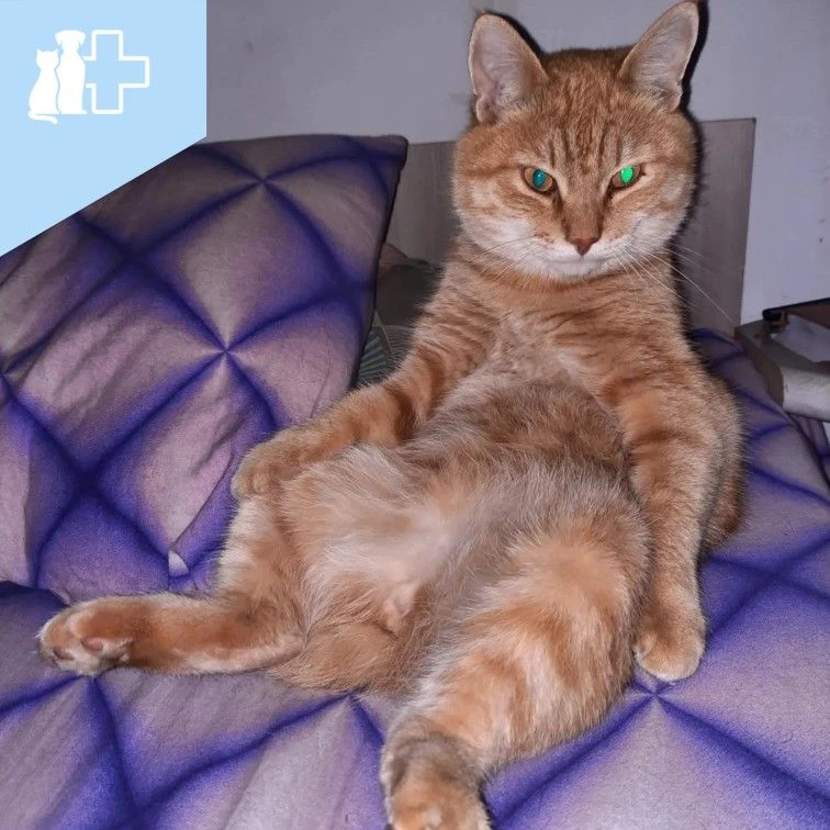 Почему у кошек светятся глаза? 🐱✨