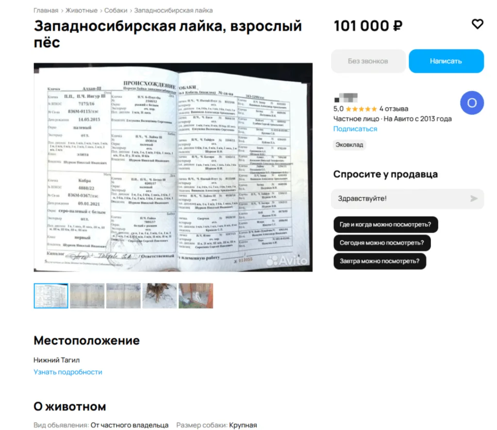 Тагильчанин вынужден продать элитную лайку из-за безденежья

Хозяин западно-сибирской лайки, которой
