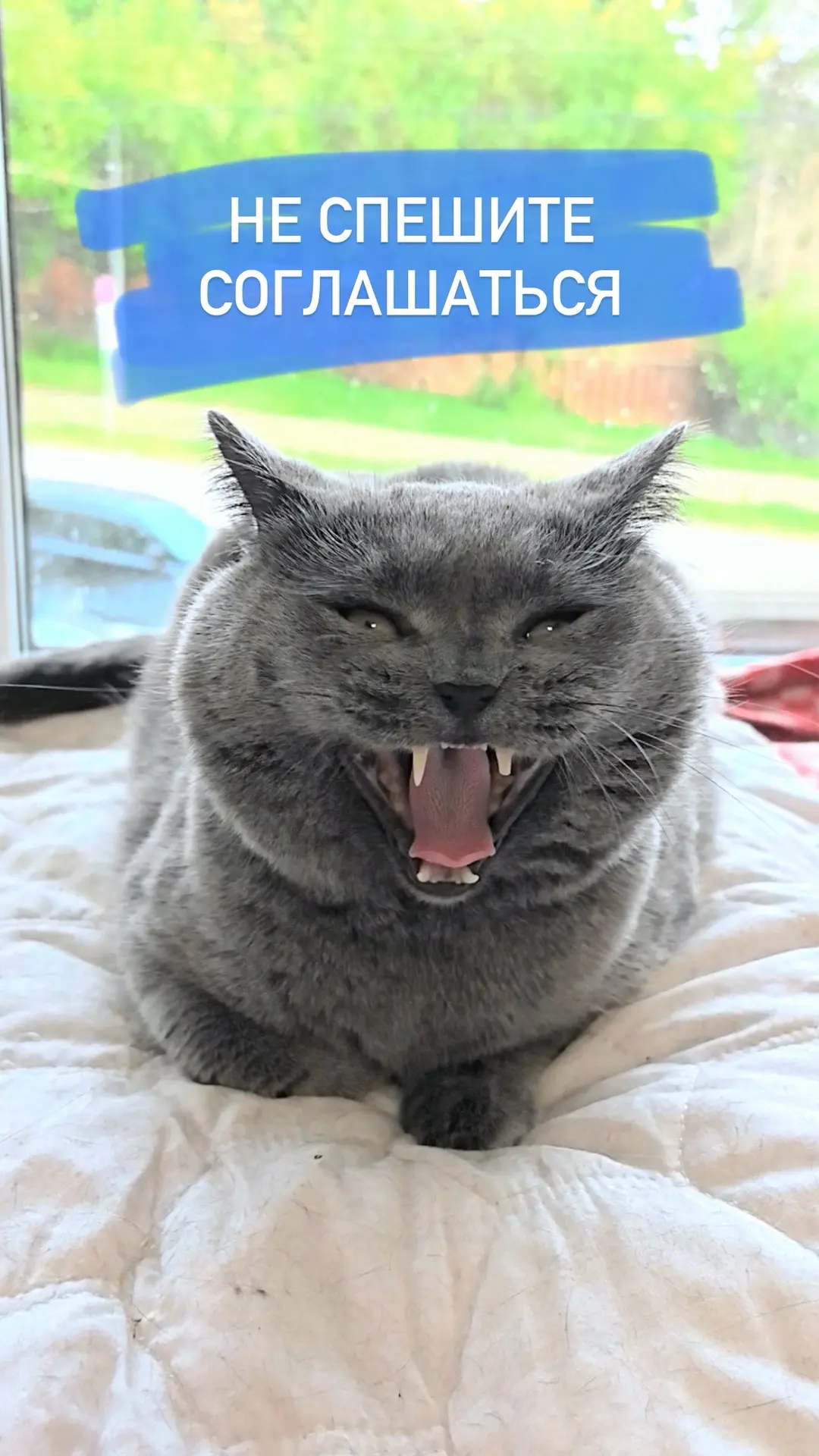 … возможно мы шутим 😺