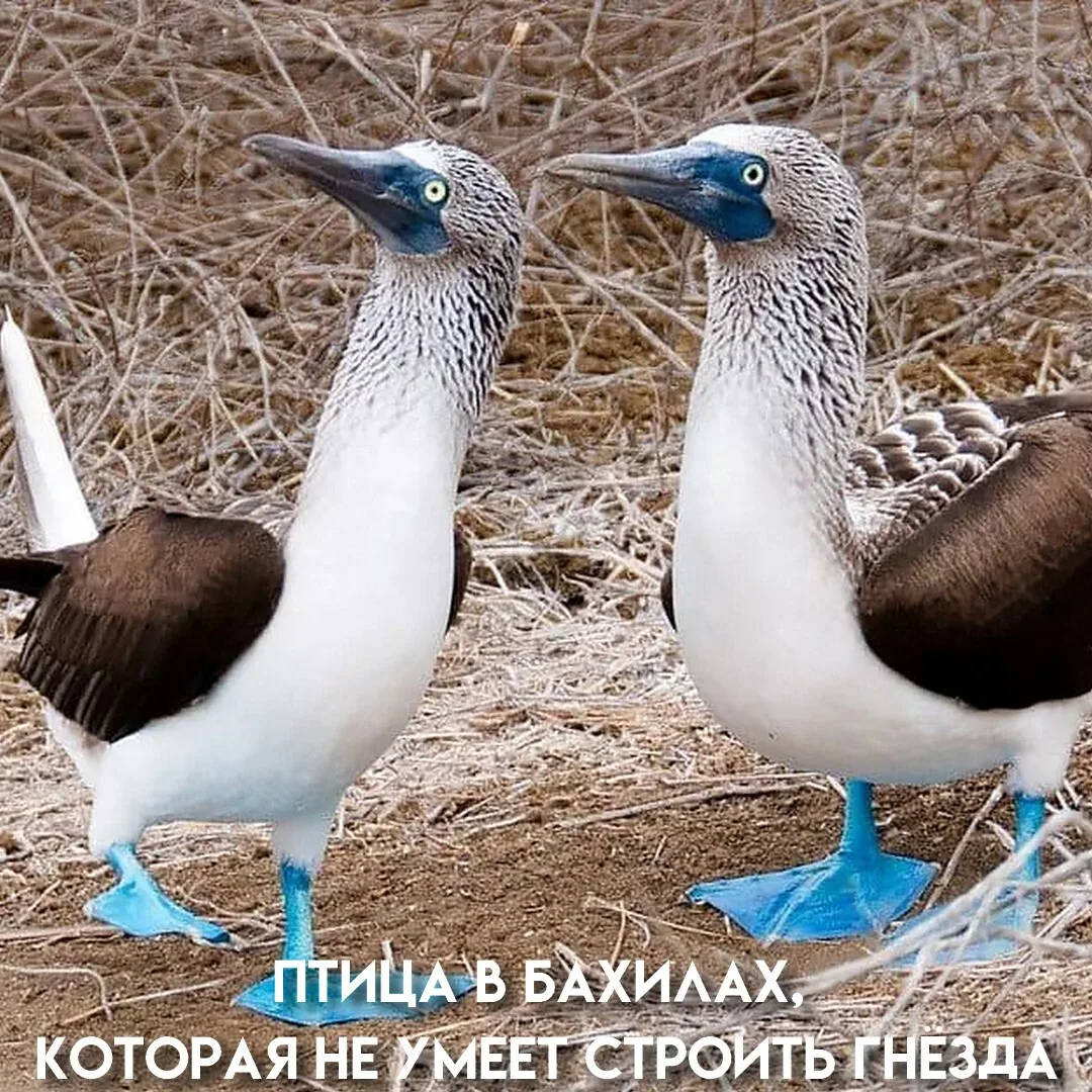 Яркость ног — не просто красота, а честный сигнал: птица здорова, молода и хорошо питае...