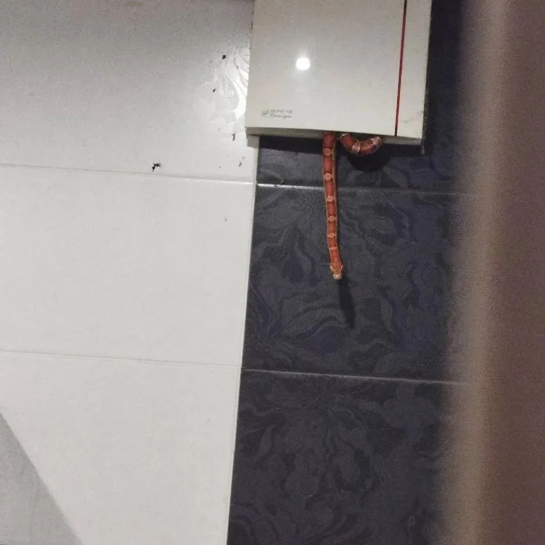 🐍 Змея настигла москвича, пока тот мылся в душе